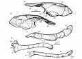 Zalmoxes robustus, ilion gauche en vues latérale (A), médiale (B) et dorsale (C) ; deux ischia gauche en vues latérale (D) et médiale (E). D’après Weishampel et al., 2003.