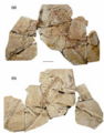 Holotype de A. huxlei (IVPP V14378) (Xu et al., 2009).