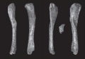 Jainosaurus cf. septentrionalis, fibula gauche (NHMUK R5903) en vues antérieure (A), médiale (B), postérieure (C), latérale (D) et proximale (E). D’après Wilson et al., 2011.