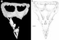 Vagaceratops irvinensis, NMC 41357 (holotype) crâne en vue dorsale Source.