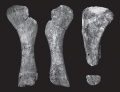 Jainosaurus cf. septentrionalis, humérus gauche (NHMUK R5932) en vues antérieure (A), postérieure (B) et en coupe transversale (C). Humérus droit partiel (NHMUK R5931) en vue antérieure (D). D’après Wilson et al., 2011.