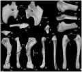 Mochlodon vorosi, coracoïde gauche en vues latérale (A), médiale (B) et postérieure (C), scapula gauche en vues latérale (D), ventrale (E), et médiale (F) ; humérus droit en vues proximale (G), postérieure (H), latérale (I), antérieure (J) et médiale (K) ; ulna droit en vues antérieure (L), latérale (M) et médiale (N). D’après Ősi et al., 2012.