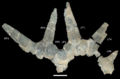 Rubeosaurus ovatus, Holotype USNM 11869 (pariétal).