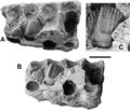 Unescoceratops koppelhusae, TMP 74.10.31, dentaire droit partiel en vues dorsale (A) et dorsolatérale (B) et gros plan sur une dent de remplacement (C). Barre d’échelle 1 cm. D’après Ryan et al., 2012.