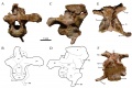 Boîte crânienne de Rhabdodon provenant de Cruzy (Massecaps), en vues occipitale (A et B), latérale droite (C et D), dorsale (E) et ventrale (F).