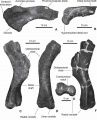 Pararhabdodon isonensis, portion proximale de la scapula gauche en vue latérale gauche (A), extrémité distale de l’ischion droit en vue latérale droite (B) ; humérus gauche en vues antéro-médiale (C), postérieure (D, photo d’un moulage), distale (E, fossile original comme en C et F) et postéro-latérale (F). D’après Prieto-Márquez et al., 2006.