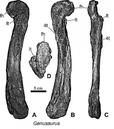 Genusaurus — Paleowiki