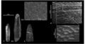 Photos et images prises avec un microscope électronique à balayage de plusieurs dents de Lirainosaurus adultes. 1. MCNA 13878 en vue linguale ; 2. MCNA 14238 en vue linguale (2.1) et détail de la surface de la facette d’usure apicale (2.2) ; 3. MCNA 14239 couronne dentaire en vue mésio-distale ; 4. détail de l’ornementation de l’émail de MCNA 13867. D’après Díez Díaz et al., 2012.