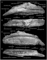 Magnapaulia laticaudus (Holotype) maxillaire gauche en vues latérale (A), dorsale (B), médiale (C) et ventrale (D). D’après Prieto-Márquez et al., 2012.