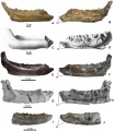 Comparaison des dentaires de plusieurs rhabdodontidés en vues latérale (à gauche) et médiale (à droite). A et B, Rhabdodon sp. de Fox Amphoux (Var) ; C et D, Zalmoxes robustus de Roumanie ; E et F, Mochlodon suessi d’Autriche ; G et H, Mochlodon vorosi de Hongrie ; I et J, Mochlodon vorosi de Hongrie (plus petit spécimen de l’espèce). D’après Ősi et al., 2012.