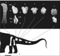 Traukutitan eocaudata (A) Silhouette de l'animal avec en blanc les éléments conservés; (B) fémur gauche en vue antérieure; (C) 1ère vertèbre caudale en vues postérieure et latérale; (D) 2ème vertèbre caudale en vue postérieure; (E et F) 4ème? et 5ème? vertèbres caudales antérieures en vues postérieures; (G) vertèbre caudale médiane en vues postérieures et latérales. Barre d'échelle 10 cm. D'après Juárez Valieri et Calvo, 2011.