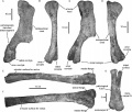 Latirhinus uitstlani IGM 6583 (Holotype), humérus gauche en vue antérolatérale (A) ; humérus droit en vues postérieure (B), postérolatérale (C) et antérieure (D) ; ulna droit en vues médiale (E) et dorsale (F) ; métacarpiens III et IV en vue dorsale (G). D’après Prieto-Márquez et Serrano-Brañas, 2012.