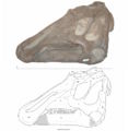 Prosaurolophus maximus, TMM 41262, vue inversée du côté droit du crâne (68,5 cm). En gris les zones reconstituées avec du plâtre. D’après McGarrity, C.T., 2011.