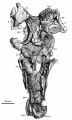 Telmatosaurus transsylvanicus, BMNH R.3386 (lectotype), crâne presque complet en vue dorsale. D’après Nopsca, 1900.