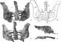 Struthiosaurus languedocensis, complexe ilia, sacrum et vertèbres dorsales postérieures en vues ventrale (A et B) et dorsale (C) ; ilion droit en vue ventrale (D) ; ilion gauche en vue médiale. D’après Garcia et Pereda-Suberbiola, 2003.