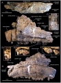 Pararhabdodon isonensis, maxillaire gauche (MCD 4919) en vues dorsale (A), latérale (B) et médiale (G). En (C), une vue rostrolatérale de la surface latérale du processus dorsal du maxillaire, montrant une ligne de fracture et une distorsion médiale (flèche blanche) ; détails de la face linguale des couronnes dentaires (D à F). D’après Prieto-Márquez et al., 2013.