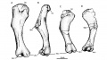 Zalmoxes robustus, humérus gauche en vues postérieure (A et C) et latérale (B et D). D’après Weishampel et al., 2003.