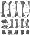 Latirhinus uitstlani IGM 6583 (Holotype), fémur gauche en vues postérieure (A) et médiale (B) ; tibia droit en vue antérieure (C) ; tibia gauche en vue médiale (D) ; fibula gauche en vue latérale (E) ; astragale gauche en vues dorsale (F) et antérieure (G) ; métatarsien III gauche en vues médiale (H) et dorsale (I) ; métatarsien IV droit en vues médiale (J) et dorsale (K) ; phalange II-1 du pied droit en vue dorsale (L) ; phalange III-1 du pied droit en vue dorsale (M) ; phalange IV-1 du pied gauche en vue dorsale (N) ; phalange IV-1 du pied droit en vue dorsale (O) ; phalange unguéale en vue dorsale (P). D’après Prieto-Márquez et Serrano-Brañas, 2012.