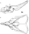 Chasmosaurus russelli (CMN 2280)