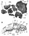 Tatankacephalus cooneyorum, MOR 1073 (holotype) crâne en vue dorsale (A) et latérale gauche (B). D’après Parsons et Parsons, 2009.