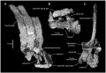 Magnapaulia laticaudus (Holotype) sacrum partiel en vue latérale droite (A), ventrale (B) et antérieure (C). D’après Prieto-Márquez et al., 2012.