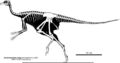 Squelette du Sinornithomimus