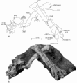 Koreanosaurus boseongensis (paratype). D’après Huh et al., 2010.