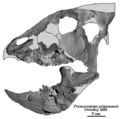 Prenoceratops pieganensis, os crâniens repositionnés par Jaime A. Headden. Source