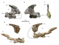 Prémaxillaires de Rhabdodon (probablement R. septimanicus) provenant de Quarante. Prémaxillaire droit en vues latérale (A), médiale (B) et postérieure (C). Fragments de prémaxillaire gauche en vues médiale (D et E) et latérale (F). D’après Chanthasit, 2010.