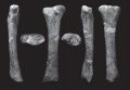 Jainosaurus cf. septentrionalis, radius droit (NHMUK R5933) en vues antérieure (A), latérale (B), postérieure (C), médiale (D), proximale (E) et distale (F). D’après Wilson et al., 2011.