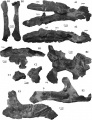 Telmatosaurus transsylvanicus, BMNH R.3386 (lectotype), A1 et A2 museau en vues ventrale et latérale droite ; B1 et B2 toit crânien et boîte crânienne en vues latérale droite et dorsale ; C1 et C2 squamosal gauche avec une portion du processus paroccipital gauche ; D1 et D2 carré droit et gauche ; E1 et E2 mandibule gauche et droite en vue médiale.