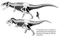 Comparaison entre Giganotosaurus et Tyrannosaurus par Gregory S. Paul.