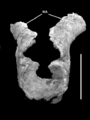 Futalognkosaurus dukei, atlas (1ère vertèbre cervicale) en vue antérieure. NA = neurapophyses. D’après Calvo et al., 2007.