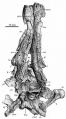 Telmatosaurus transsylvanicus, BMNH R.3386 (lectotype), crâne presque complet en vue ventrale. D’après Nopsca, 1900.