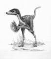 Illustration de Sinornithosaurus sp. Illustration © M. Ellison (AMNH).