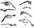 Huehuecanauhtlus tiquichensis ilion droit (A-D) et ilion gauche (E-G) de l’holotype. (H) reconstruction de l’ilion droit. (A, E et H), vue latérale ; (B et F), vue dorsale ; (C et G), vue médiale ; (D), vue ventrale. Noter le long processus supraacétabulaire (sap), le processus postacétabulaire (poa) court et trapézoïdal en vue latérale et le processus préacétabulaire (pra) présentant une forte inclinaison ventrale. D’après Ramírez-Velasco et al., 2012.