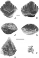 Struthiosaurus languedocensis, deux vues opposées d’une dent (A et B) ; deux plaques dermiques en vue dorsale (C et D) ; une épine cervicale en vue latérale (E) ; une vertèbre caudale distale avec le chevron en vue latérale gauche. D’après Garcia et Pereda-Suberbiola, 2003.