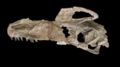 Guanlong wucaii, crâne (Holotype IVPP V14 531) en vue latérale gauche Source.