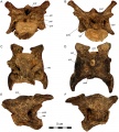 Dahalokely tokana, vertèbre cervicale (C?5) en vues antérieure (A), postérieure (B), ventrale (C), dorsale (D), latérale gauche (E) et latérale droite (F). D’après Farke et Sertich, 2013.