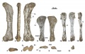 Lirainosaurus astibiae, fémur gauche (MCNA 7468) en vues antérieure (1), latérale (2), postérieure (3), proximale (4) et distale (5) ; tibia gauche (MCNA 13860) en vue latérale (6), médiale (7), proximale (8) et distale (9) ; fibula droite (MCNA 9410) en vues latérale (10), médiale (11), postérieure (12) et distale (13). D’après Díez Díaz et al., 2013b.