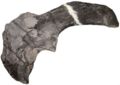 Hungarosaurus tormai, (holotype), scapulo-coracoide gauche en vue latérale. Source.