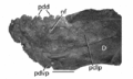 Gryposaurus monumentensis (RAM 6797), prédentaire en vue antérolatérale gauche montrant les denticules en forme de trèfle caractéristiques de cette espèce. D, dentaire ; nf, foramen nutritif ; pdd, denticules du prédentaire ; pdlp, processus latéral du prédentaire ; pdvp, processus ventral du prédentaire. Barre d’échelle, 5 cm. D’après Gates et al., 2007.