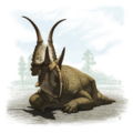 Diabloceratops eatoni © Andrey Atuchin