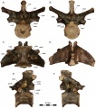 Dahalokely tokana, vertèbre dorsale (D?6) en vues antérieure (A), postérieure (B), ventrale (C), dorsale (D), latérale gauche (E) et latérale droite (F). D’après Farke et Sertich, 2013.