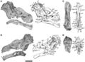 Tapuiasaurus macedoi, crâne en vues latérale droite (A) et gauche (B), dorsale (C) et postérieure (D). D’après Zaher, H. et al., 2011.