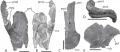 Velafrons coahuilensis, prémaxillaire gauche (segment postérodorsal) en vue latérale (A) et médiale (B) ; prémaxillaire gauche (segment antérieur) en vues dorsale (C) et antérieure (D) ; nasal droit en vue latérale (E). D’après Gates et al., 2007.