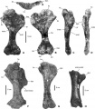 Comparaison de plusieurs humérus d’ankylosaures du Crétacé supérieur d’Europe. En haut, cf. Struthiosaurus sp. de Hongrie, humérus droit en vues postérieure (A), antérieure (B), latérale (C), médiale (D) et proximale (E) ; en bas, humérus d’un ankylosaure indéterminé de Fox-Amphoux (Var) en vue postérieure (F) ; humérus droit de Hungarosaurus tormai de Hongrie en vue postérieure (G) ; humérus droit de Struthiosaurus austriacus d’Autriche en vue postérieure (H). D’après Ősi et Prondvai, 2013.