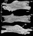 Erketu ellisoni, vertèbre cervicale (C5) en vues latérale gauche (a), dorsale (b) et latérale droite (c). D'après Ksepka et Norell, 2006.