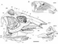 Tethyshadros insularis SC 57021 (holotype), crâne et mandibule avec les os préservés (A) et le crâne reconstitué (B). Abréviations : an, angulaire ; d, dentaire ; f, frontal ; hy, appareil hyoïde ; j, jugal ; itf, fenêtre infratemporale ; la, lacrimal ; mx, maxillaire ; n, nasal ; p, pariétal ; pa, palatin ; pc, crêtes pariétales ; pd, prédentaire ; pf, préfrontal ; pmd, denticules du prémaxillaire, pmx, prémaxillaire ; po, postorbitaire ; pop, processus paroccipital ; pr, prootique ; q, carré ; qj, quadratojugal ; so, supraorbitaire ; sp, splénial ; sq, squamosal ; sr, anneau sclérotique ; stfe, fenêtre supratemporale ; sur, surangulaire et v, vomer. D’après Dalla Vecchia, 2009.