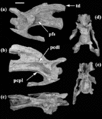 Erketu ellisoni, vertèbre cervicale (C3) en vues latérale gauche (a), latérale droite (b), dorsale (c), antérieure (d) et postérieure (e). D'après Ksepka et Norell, 2006.